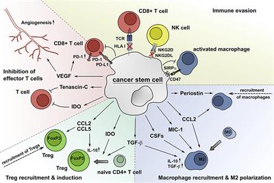 Bidirectional Crosstalk Between Cancer Stem Cells and Immune Cell Subsets
